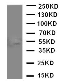 MAdCAM-1 Antibody (aa173-190)