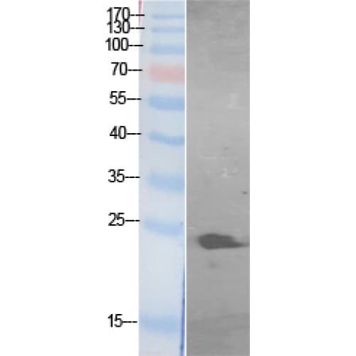 GFER Antibody (51-100 aa, Internal)