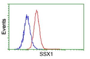 SSX1 Antibody (clone OTI1B5)