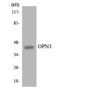 Encephalopsin / OPN3 Antibody (aa153-202)