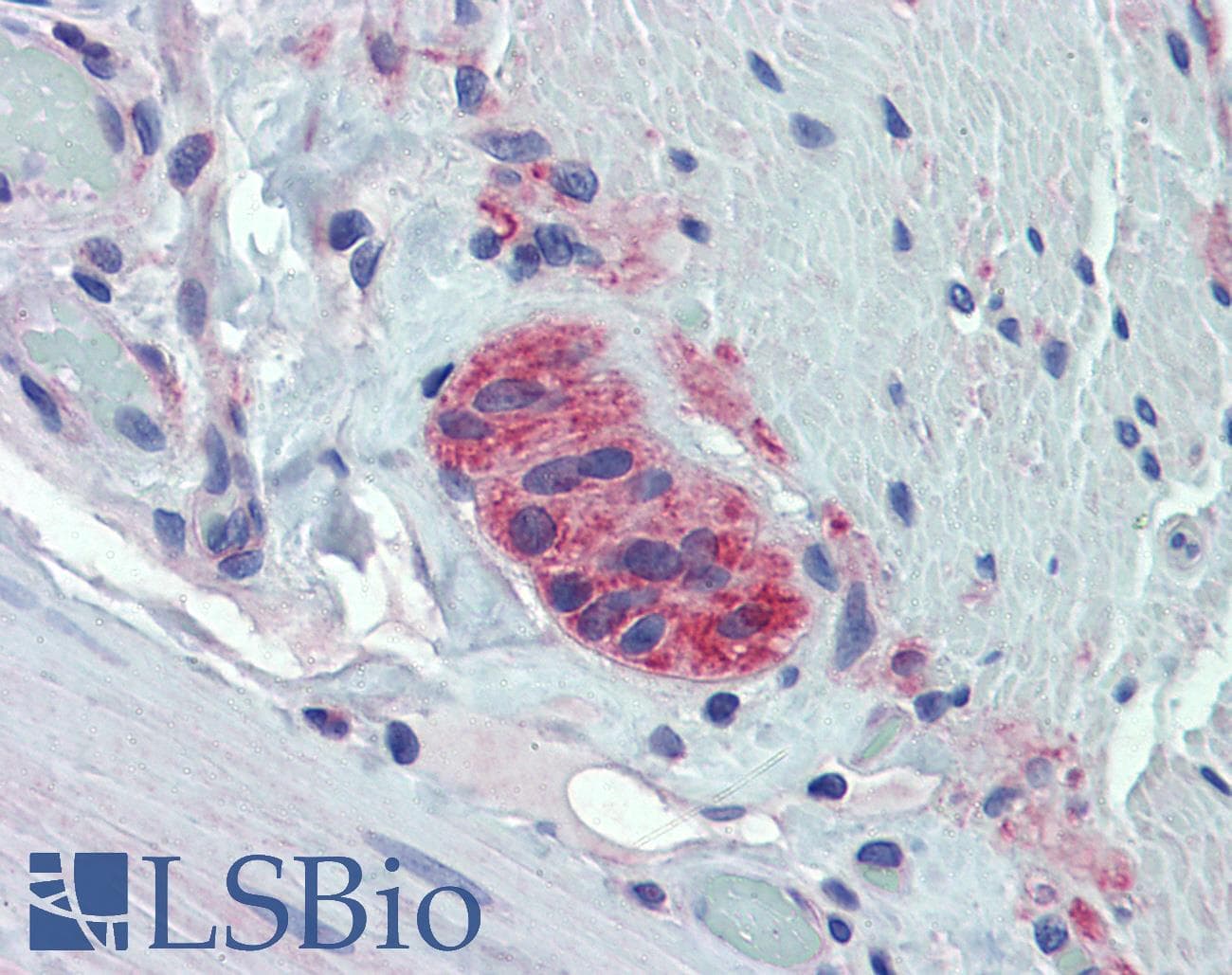 TUBB2A / Tubulin Beta 2A Antibody (aa254-303)