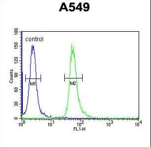 Polyclonal Rabbit anti-Human GNAT3 / Gustducin Antibody (aa78-105, IHC, WB)