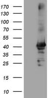 Monoclonal Mouse anti-Human CRYZL1 Antibody (clone OTI1B3, IF, WB)
