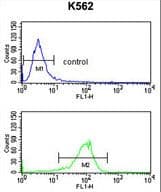 IHC-plus™ AMOG / ATP1B2 Antibody (aa115-141)