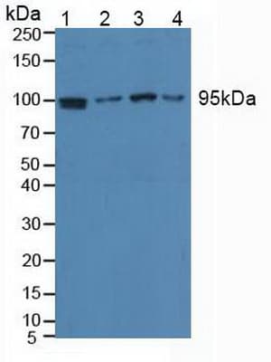 EEF2 / Elongation Factor 2 Antibody (aa32-233)