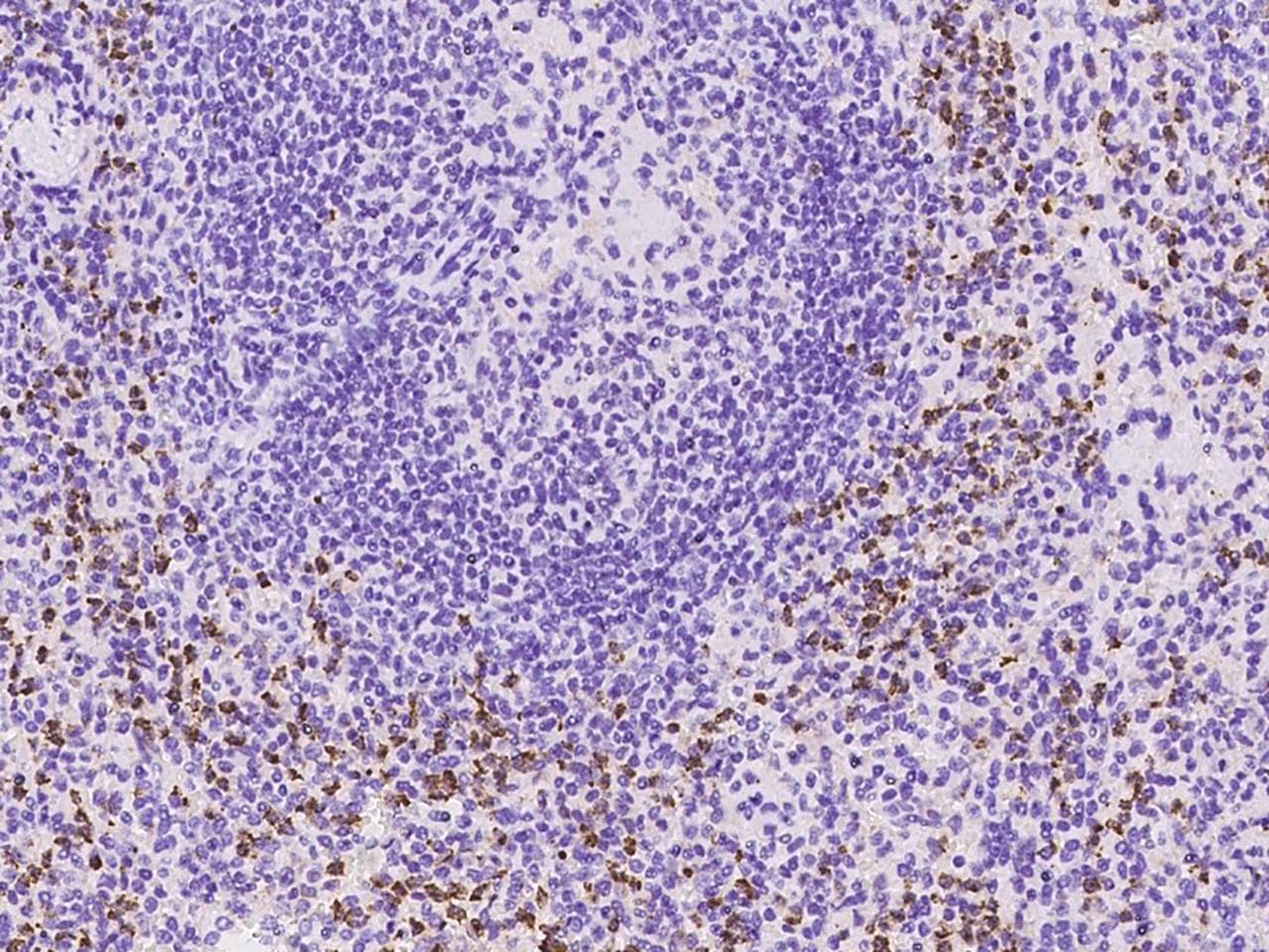 CD4 Antibody (clone 113, Preservative Free)