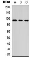 ANKRD20A1 Antibody (Internal)