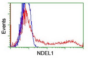 NUDEL / NDEL1 Antibody (clone OTI3B9, Carrier-free)