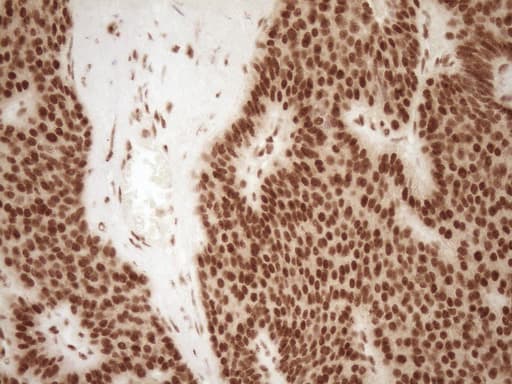 NUDT21 Antibody (aa2-227, clone OTI5B3)