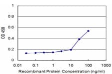 DDT / Dopamine Tautomerase Antibody (clone 1G1)