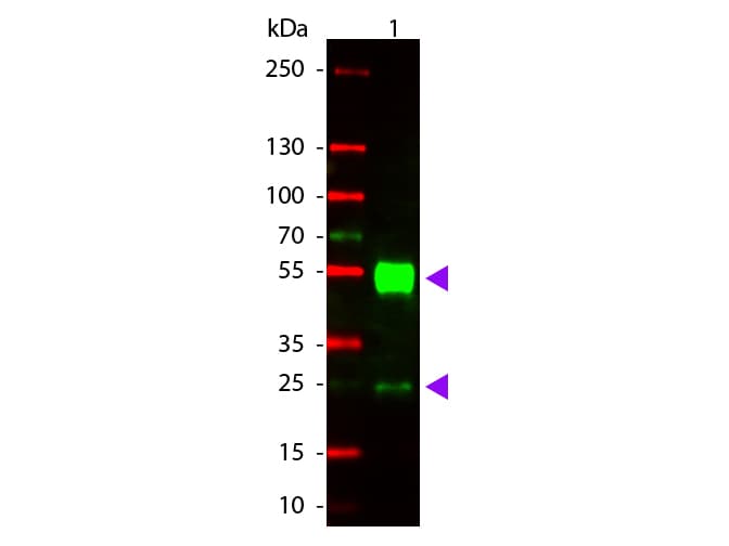 Goat Anti-Mouse IgG Secondary Antibody (TRITC)