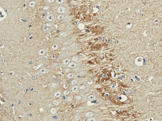 Polysialic Acid Antibody (Polysialic acid, clone 735)