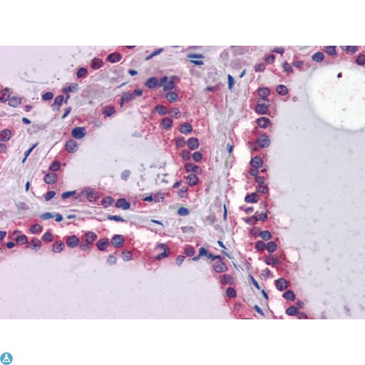 LAMB1 / Laminin Beta 1 Antibody