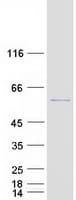 Human DEPDC7 Protein (Recombinant Myc-DDK (Flag))