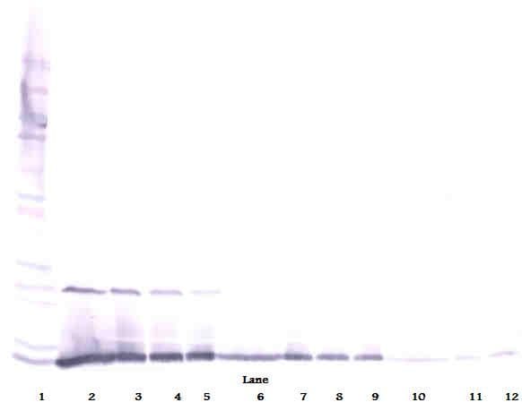 IHC-plus™ IL13 Antibody