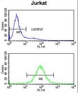 PCCB Antibody (aa82-107)