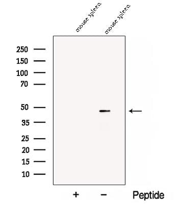 CD84 / SLAMF5 Antibody