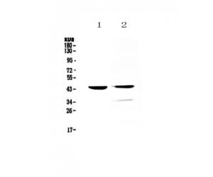 Polyclonal Rabbit anti-Mouse CTSD / Cathepsin D Antibody (WB)