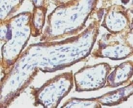 EGFR Antibody (clone ERB7-1)