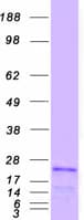 Human CSF3 / G-CSF Protein (Recombinant Myc-DDK (Flag))