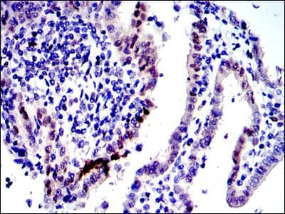 JUN / c-Jun Antibody (clone 5B1)