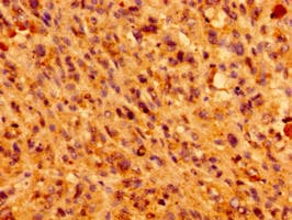 IFT46 Antibody