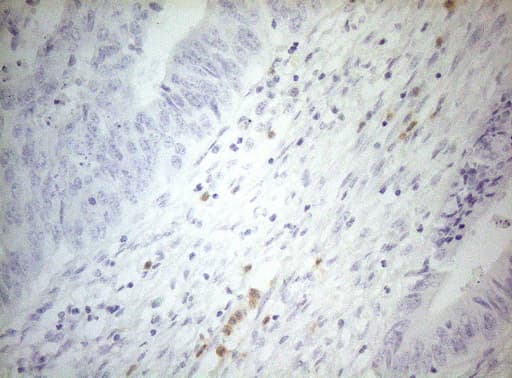 ZNF394 Antibody (aa1-296, clone OTI1A8)