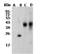 His Tag Antibody (Preservative Free)