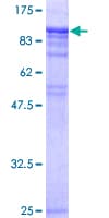 Human HSF1 Protein (Recombinant GST)