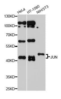 JUN / c-Jun Antibody