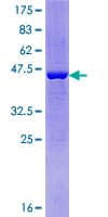Human DTD2 Protein (Recombinant GST)
