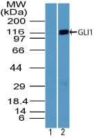 IHC-plus™ GLI / GLI1 Antibody (aa940-990)