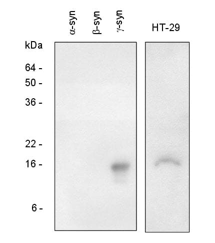 IHC-plus™ Polyclonal Rabbit anti-Human SNCG / Gamma-Synuclein Antibody (IHC, WB)