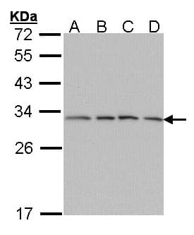 PSMA7 Antibody (aa10-247)