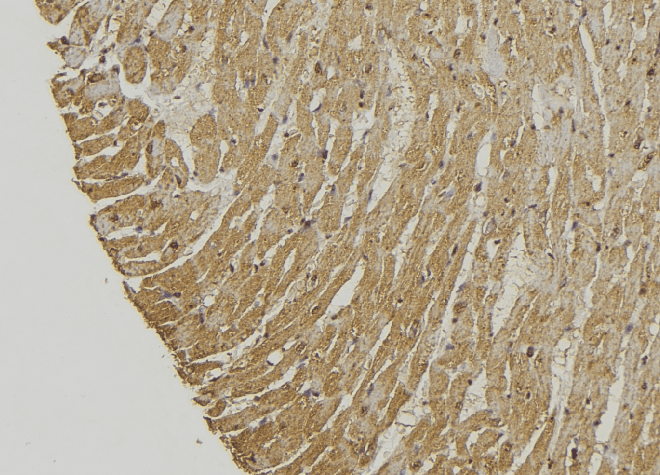MIEF2 / SMCR7 Antibody