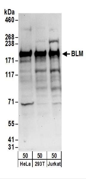 Polyclonal Rabbit anti-Human BLM Antibody (aa1375-C-term, WB)