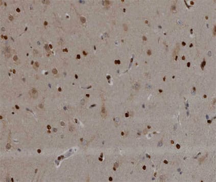 NOL3 / ARC Antibody