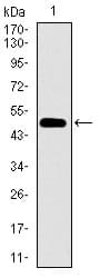 Monoclonal Mouse anti-Human CD33 Antibody (clone 2C6B7, aa15-237, IHC, WB)