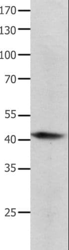 IHC-plus™ BMP4 Antibody