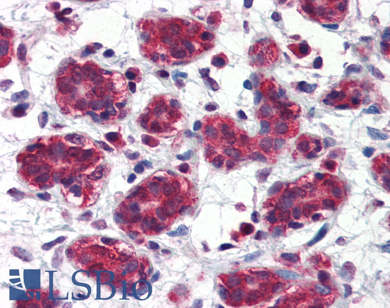 IHC-plus™ Monoclonal Mouse anti-Human FOLH1 / PSMA Antibody (clone K1H7, aa117-351, IHC, WB)