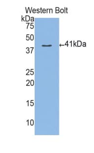 MUC3A Antibody (aa2236-2356)