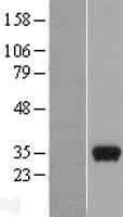 PEF1 Protein (Over-Expression Lysate Myc-DDK (Flag))