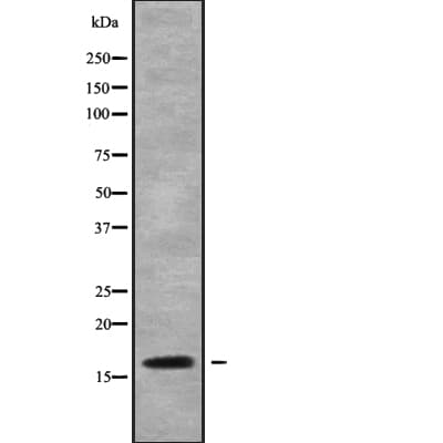 CST7 / Cystatin F Antibody