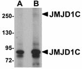 IHC-plus™ Polyclonal Rabbit anti-Human JMJD1C Antibody (IHC, IF, WB)