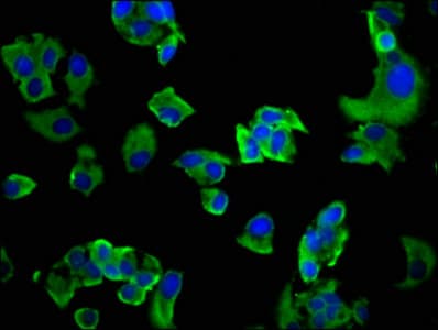 GP6 / GPVI Antibody