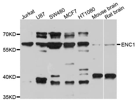 ENC1 Antibody