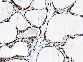 BTN1A1 Antibody (clone OTI7B5)