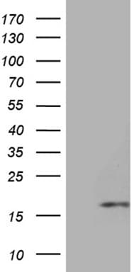 HHLA3 Antibody (clone OTI10B4)