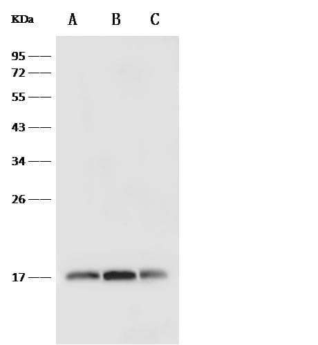 Monoclonal Rabbit anti-Human IL4 Antibody (clone 404, Preservative Free, WB)