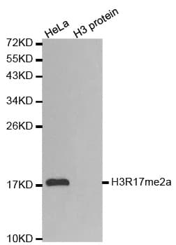 Histone H3 Antibody (Asym-Di-Methyl-Arg17)